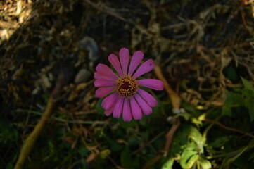 A flower in my grandmother's garden. 