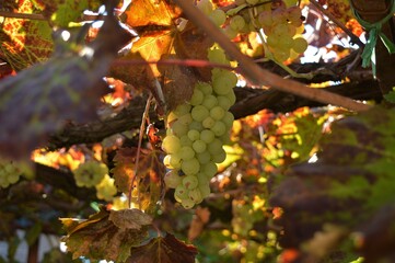 grapes in the fall 