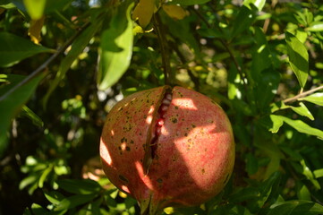 Pomegranate on tree.