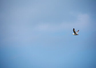 Gull flying in blue sky in summer in south Iceland