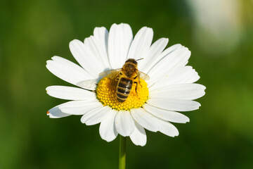 Honey bee collecting pollen on a wildflower