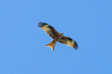 Red kite flying on a clear blue sky