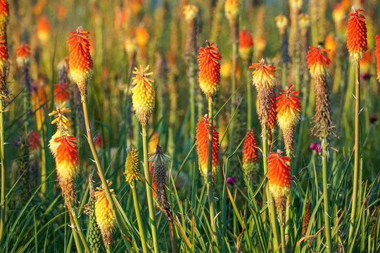 Red hot pokers plants in the garden