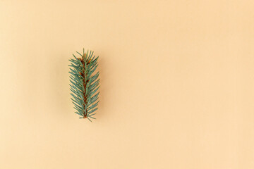 Small green pine branch on beige background. Top view.