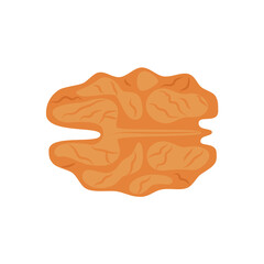 Nut walnut. Healthy food. Harvest. Vector illustration
