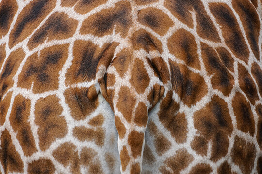 pattern of giraffe skin seen from the back