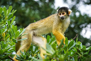 Black-capped squirrel monkey on a tree