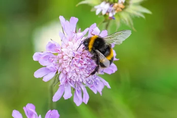 Foto op Plexiglas Buff-tailed bumblebee on purple flower in the meadow © Marcin Rogozinski