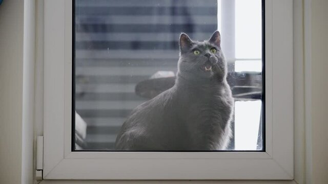 Domestic cat sitting outside the door window looks through the glass inside the house, adult gray cat meows asks to enter the house. High quality 4k footage