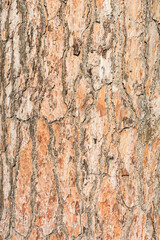 corteccia di pino