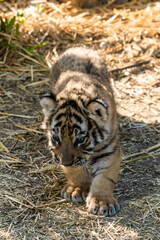 The Republic of Crimea. The city of Belogorsk. July 17, 2021. A funny little tiger cub in the enclosure of the Taigan Lion Park.
