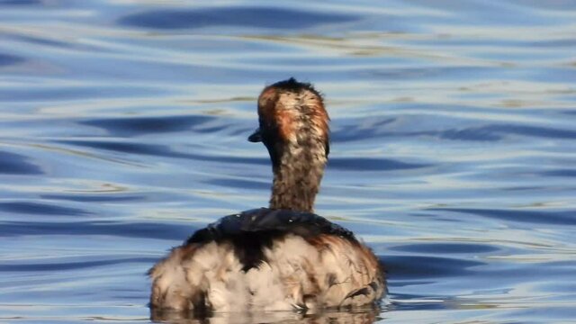 Ohrentaucher&nbsp;(Podiceps auritus)