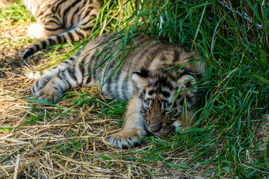 The Republic of Crimea. The city of Belogorsk. July 17, 2021. A funny little tiger cub in the enclosure of the Taigan Lion Park.