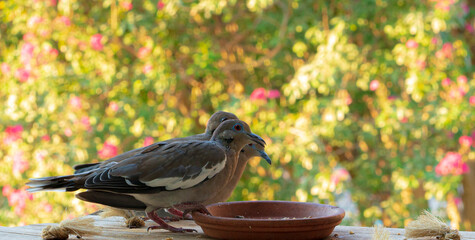 Three doves eating