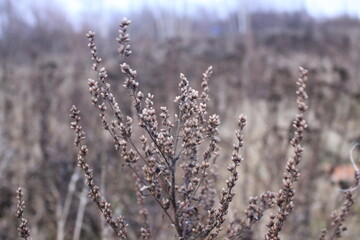 morning in the forest, grass and woods, sandlot, macro photography, nature