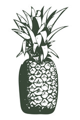 Isolated vector pencil sketch of pineapple