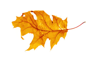 Bright dry maple leaf after autumn leaf fall on a white background