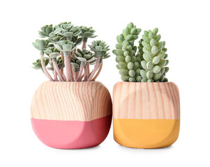 Plants in stylish pots on white background