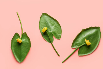 Green leaves and lotus flowers on color background