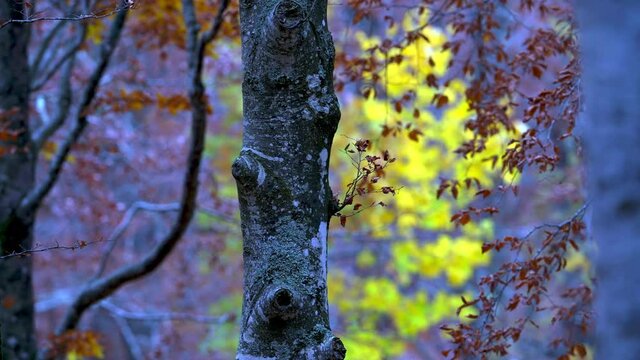 Appennino Tosco Emiliano