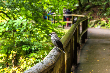 Nutcracker or Eurasian nutcracker, (Nucifraga caryocatactes) or Spotted_nutcracker