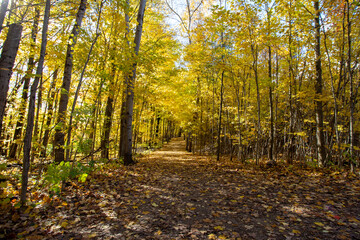 Obraz premium Canadian Natural Area in Fall