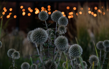 spherical gray buds of a prickly plant close up