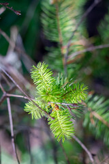 pine needles
