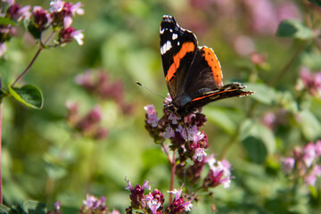 Fototapeta na wymiar black orange butterfly red admiral sits on purple flowers