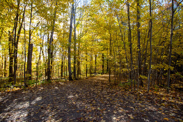 Fototapeta premium Canadian Natural Area in Fall