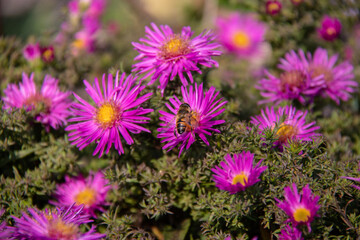 Obraz premium black orange bee sits on purple flowers