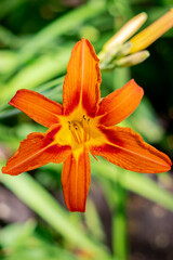 orange tiger lily