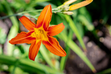 orange lily in the garden