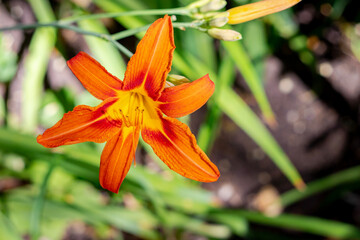 orange lily in the garden