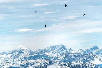 Fototapeta na wymiar Black birds over snowy mountains for ski and snowboard
