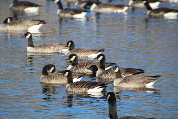 country goose branta canadensis
