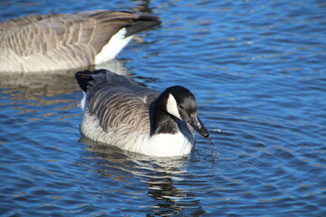 canadian goose swimming
