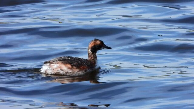 Ohrentaucher&nbsp;(Podiceps auritus)