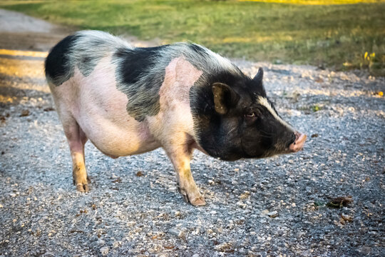 Dwarf Vietnamese pot-bellied black-and-white mini pig stands on a gravel path. Countryside landscape and domestic animals.