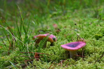 Close-up of a slightly overripe purple-pink russula with a textured fragile cap on green moss in a woodland at the end of a beautiful sunny day in late summer. - obrazy, fototapety, plakaty