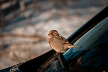 little sparrow sits on the car and warms up 