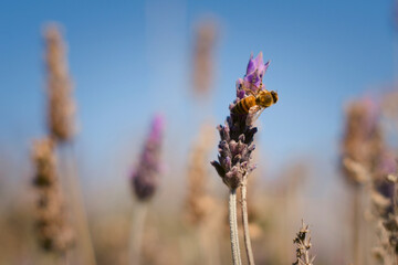 Worker bee collecting pollen from a lavender flower in early spring. Close up.