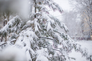 Coniferous and deciduous trees under a huge layer of snow