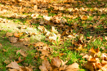 Autumn leaves backdrop, fall colors. Autumn foliage. Close up view of autumn leaves on grass