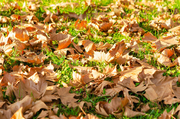 Autumn leaves backdrop, fall colors. Autumn foliage. Close up view of autumn leaves on grass