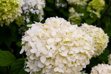 Beautiful smooth hydrangea flowers in white bloom in a garden; fresh white hydrangea flowers growing on a bush
