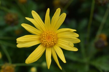 
A yellow flower in the garden
