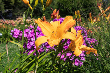 Obraz premium Daylily variety close up. Yellow daylily on a background of pink phlox..2021.July