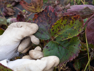 Old sick strawberry bushes in autumn garden. Fungal diseases of strawberry leaves. Close up