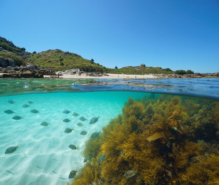 Beach coastline and fish with algae underwater ocean, Spain, Galicia, split view over under water surface, Eastern Atlantic, Pontevedra province